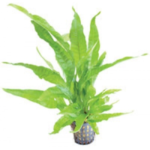 6x Microsorum Pteropus Greens